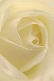 Drawn into the delicate embrace of a cream-white rose, you find yourself enveloped by layers so soft and flawless they seem touched by the dew-laden air of a Lewisham morning. The petals twist gracefully inwards, their velvety textures inviting thoughts of gentle fingertips and cherished moments. Light gently plays across each fold-ivory and cream glimmering with peaceful luminosity-while soft shadows lend the bloom both drama and tranquility, much like strolling through the calm paths of Mountsfield Park. The rose's pure form radiates peace, especially suited for those quiet gestures that speak volumes: a sympathy bouquet, a note of admiration, or a celebration of fresh beginnings. Its fragrance is delicate, lingering just enough to evoke a sense of comfort and renewal. This close perspective brings forward not only the visible beauty of the flower, but also the emotional artistry and care behind every arrangement delivered by the Lewisham florist community, ensuring each bouquet becomes a cherished part of life's most meaningful moments.